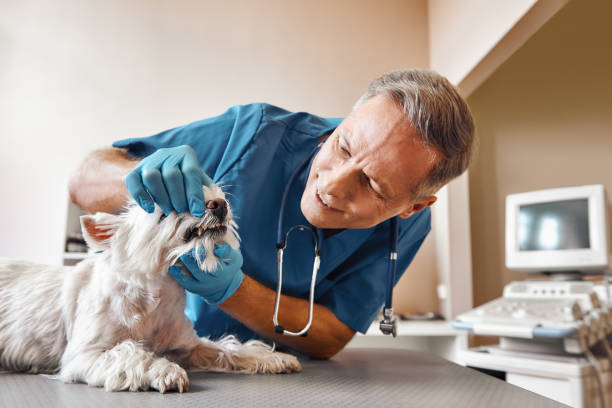 Best Emergency Dental Care for Trauma or Injury in Tillamook, OR